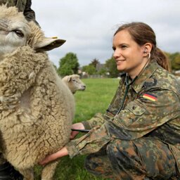 Eine TierÃ¤rztin in Uniform misst Herzfrequenz bei einem Schaf