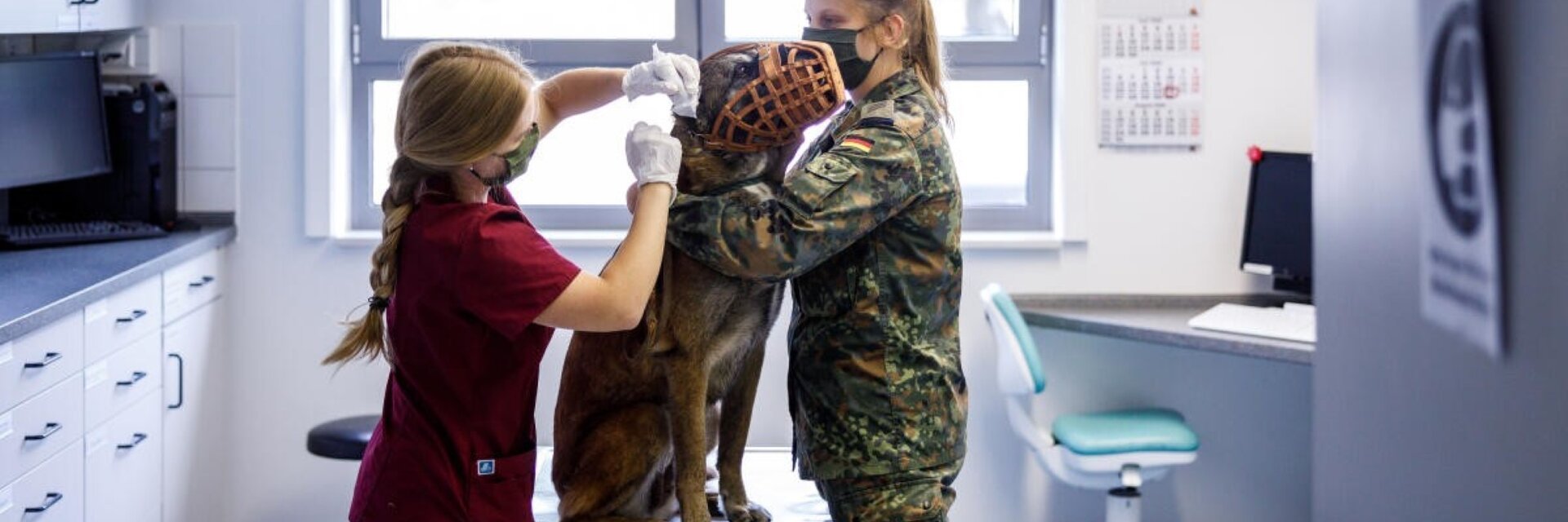 Ein Diensthund mit Maulkorb wird in einer Tierarztpraxis untersucht
