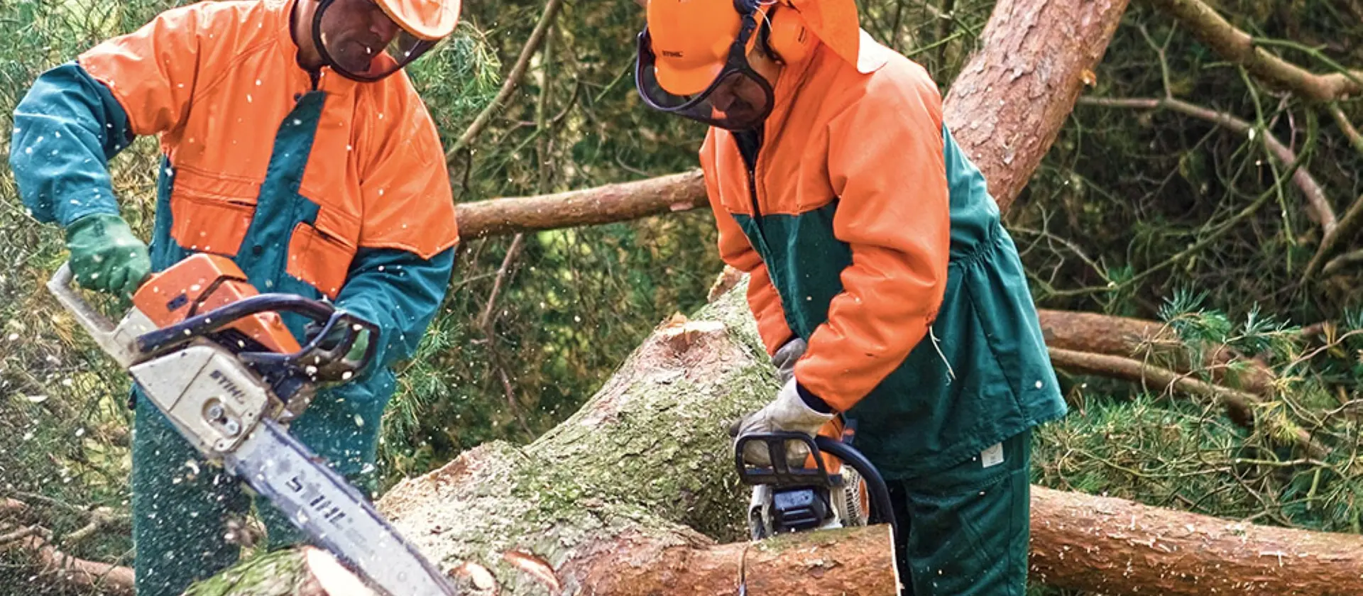 Zwei Gärtner in Schutzkleidung zersägen einen Baum