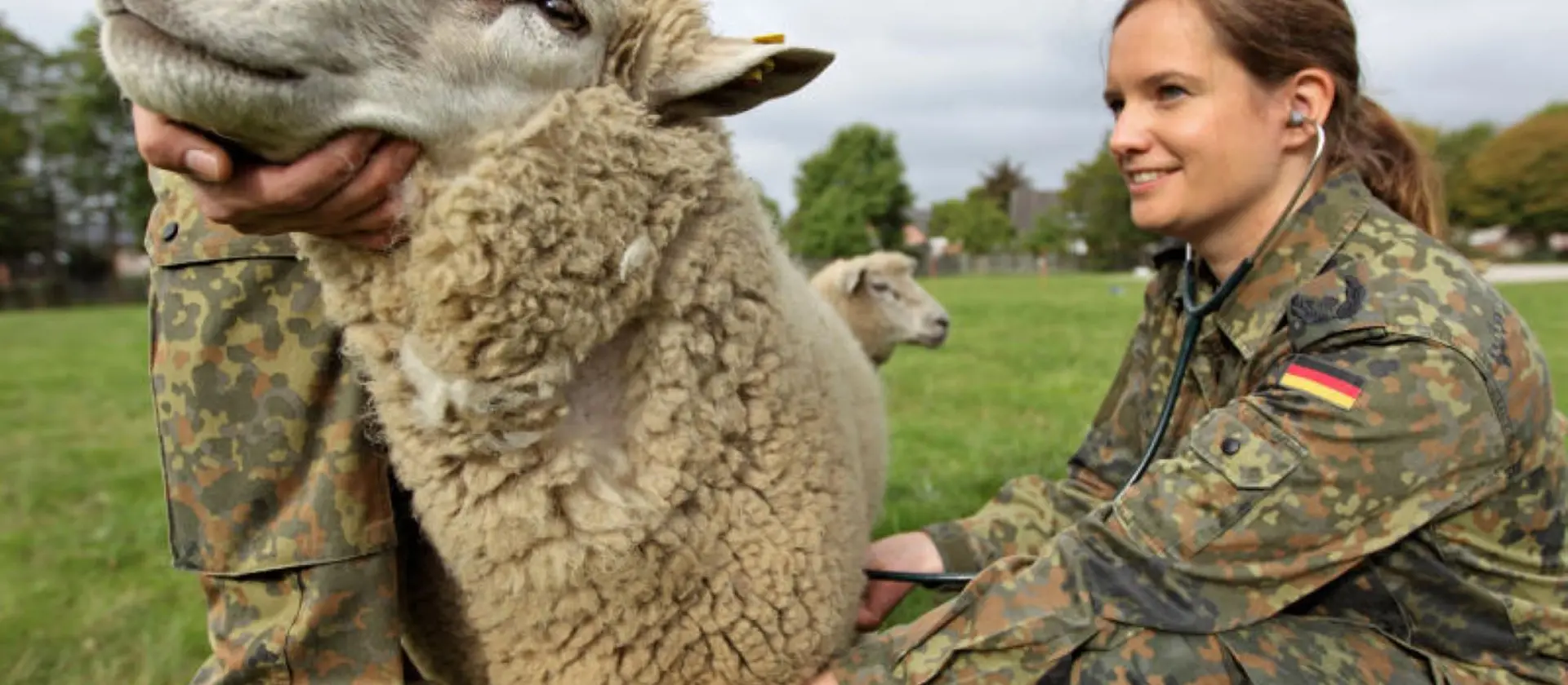 Eine Tierärztin in Uniform misst Herzfrequenz bei einem Schaf